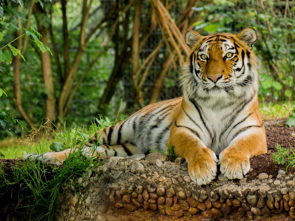 tiger, predator, animal-3525981.jpg